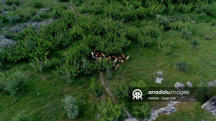  Kırklareli'nde merada kaybolan 38 büyükbaş hayvan dron yardımıyla bulundu   | KIRKLARELİ