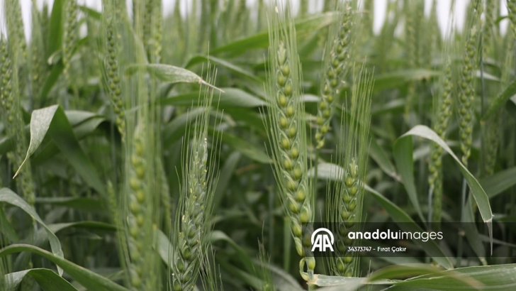 Trakya'da son yağışlar buğday ve kanola üreticisini sevindirdi  | KIRKLARELİ