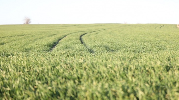 Trakya'da bu sene buğday erken boy attı | KIRKLARELİ